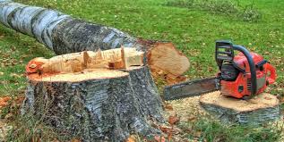 How Our Tree Care Process Works  in  Vian, OK